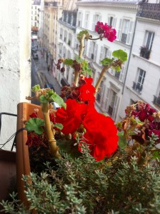 A flower blooms in the window box of my apartment in the Marais.