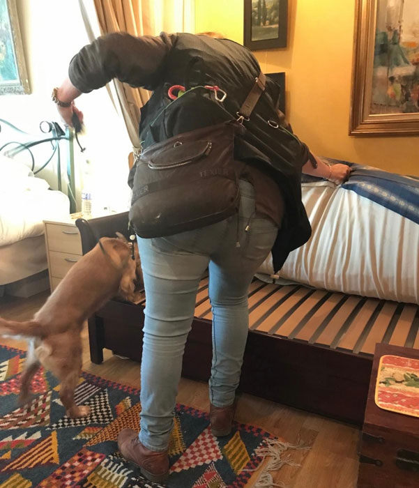 A dog is sniffing under a futon to check for bedbugs